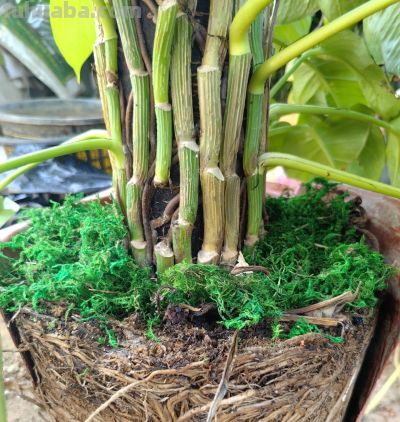 湖南一阿姨，“绿萝养成了树”，型美叶肥：妈呀，真的成精了！ - 图画吧TUHUABA