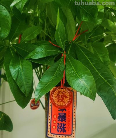 发财树养护技巧：浇水找对方法，不烂根不黄叶 - 图画吧TUHUABA