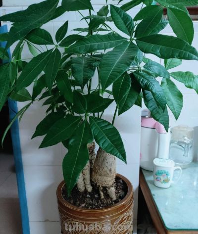 发财树养护技巧：浇水找对方法，不烂根不黄叶 - 图画吧TUHUABA