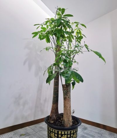 发财树养护技巧：浇水找对方法，不烂根不黄叶 - 图画吧TUHUABA