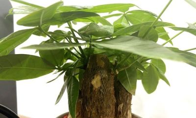 发财树养护技巧：浇水找对方法，不烂根不黄叶 - 图画吧TUHUABA