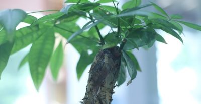 发财树养护技巧：浇水找对方法，不烂根不黄叶 - 图画吧TUHUABA