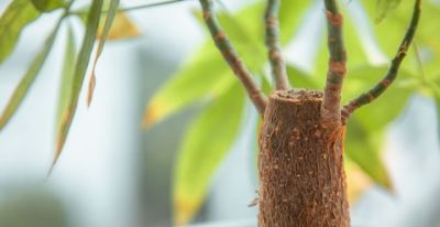 发财树养护技巧：浇水找对方法，不烂根不黄叶 - 图画吧TUHUABA