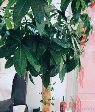 发财树养护技巧：浇水找对方法，不烂根不黄叶 - 图画吧TUHUABA