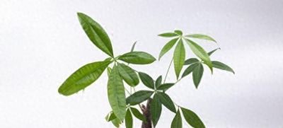 冬天发财树养根不烂根，靠十分钟饱水法，浇水即养根？ - 今日头条