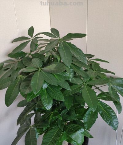 从“秃头”到爆盆！老花农三招救活发财树，叶子油亮挤着长 - 今日头条