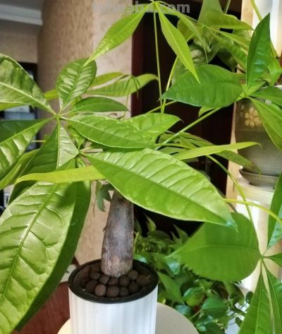 从“秃头”到爆盆！老花农三招救活发财树，叶子油亮挤着长 - 图画吧TUHUABA