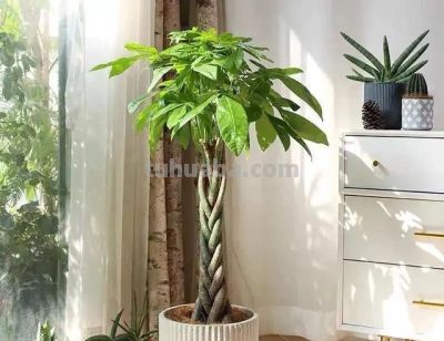 发财树最爱的3种“水”，1个月用2次，叶片油绿不发黄 - 图画吧TUHUABA