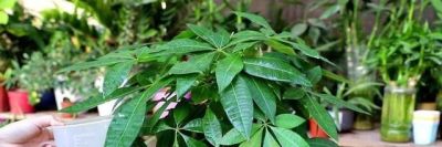 发财树最爱的3种“水”，1个月用2次，叶片油绿不发黄 - 图画吧TUHUABA