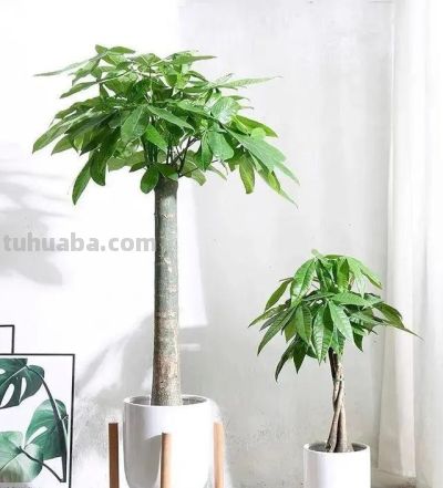 发财树最爱的3种“水”，1个月用2次，叶片油绿不发黄 - 图画吧TUHUABA