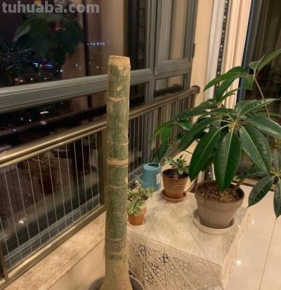 “烂”是发财树的特征,浇水烂根,不浇水烂叶,谁养谁知道! - 今日头条 “烂”是发财树的特征,浇水烂根,不浇水烂叶,谁养谁知道! - 图画吧TUHUABA