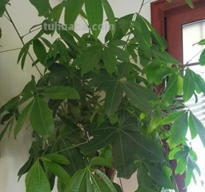 “烂”是发财树的特征，浇水烂根，不浇水烂叶，谁养谁知道！ - 今日头条