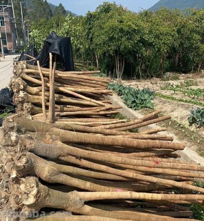 “烂”是发财树的特征,浇水烂根,不浇水烂叶,谁养谁知道! - 今日头条 “烂”是发财树的特征,浇水烂根,不浇水烂叶,谁养谁知道! - 图画吧TUHUABA