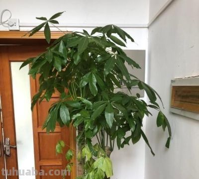 “烂”是发财树的特征,浇水烂根,不浇水烂叶,谁养谁知道! - 今日头条 “烂”是发财树的特征,浇水烂根,不浇水烂叶,谁养谁知道! - 图画吧TUHUABA