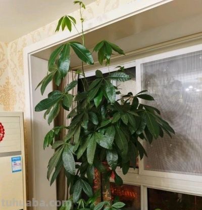 “烂”是发财树的特征,浇水烂根,不浇水烂叶,谁养谁知道! - 今日头条 “烂”是发财树的特征,浇水烂根,不浇水烂叶,谁养谁知道! - 图画吧TUHUABA