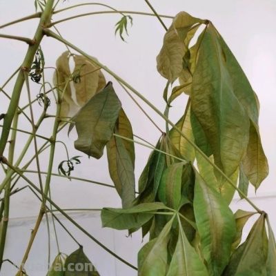 “烂”是发财树的特征,浇水烂根,不浇水烂叶,谁养谁知道! - 今日头条 “烂”是发财树的特征,浇水烂根,不浇水烂叶,谁养谁知道! - 图画吧TUHUABA