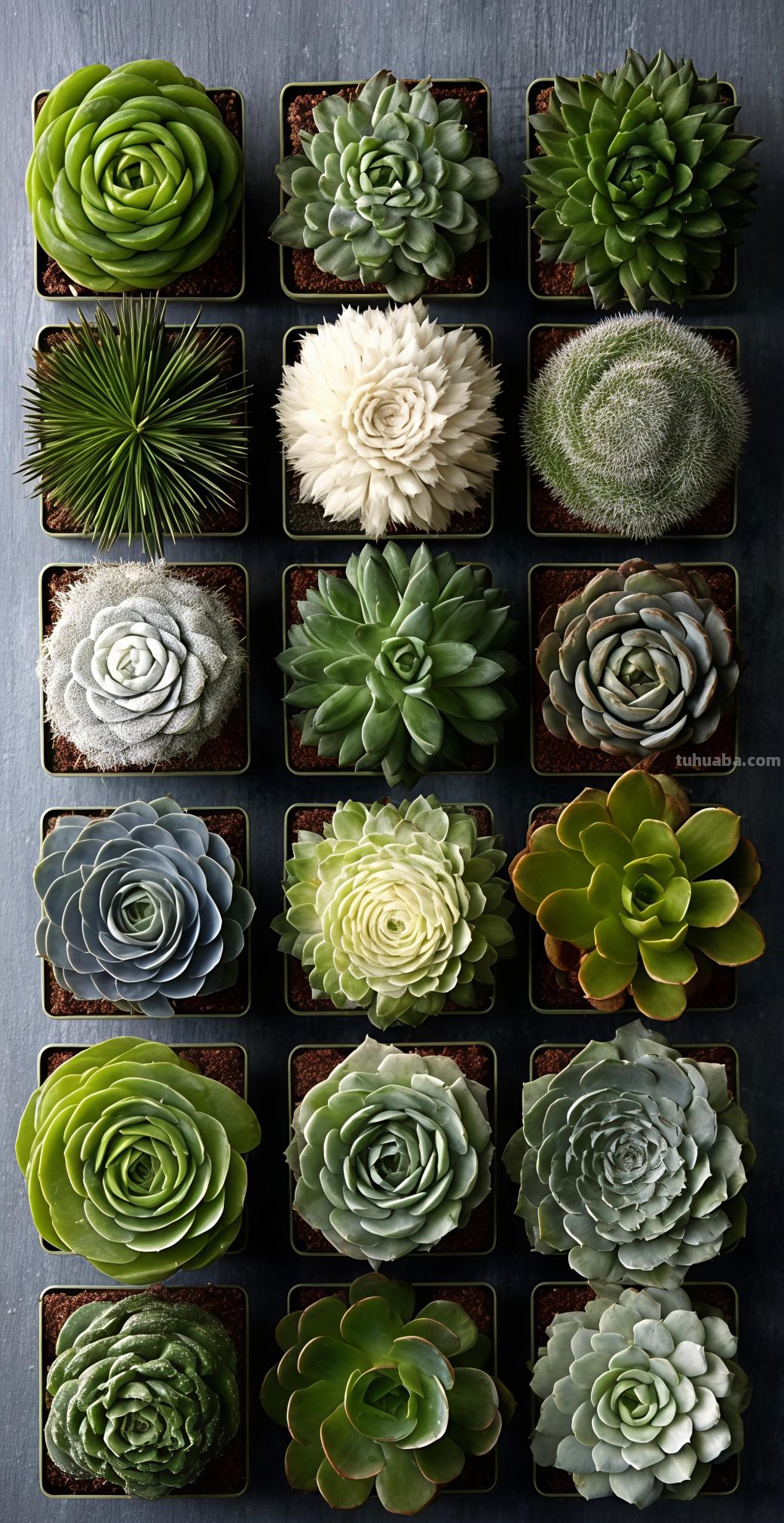 壁纸（332）多肉植物 - 图画吧TUHUABA