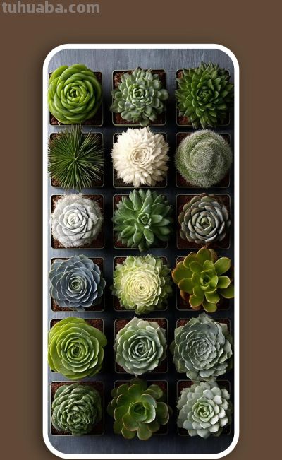 壁纸（332）多肉植物 - 图画吧TUHUABA