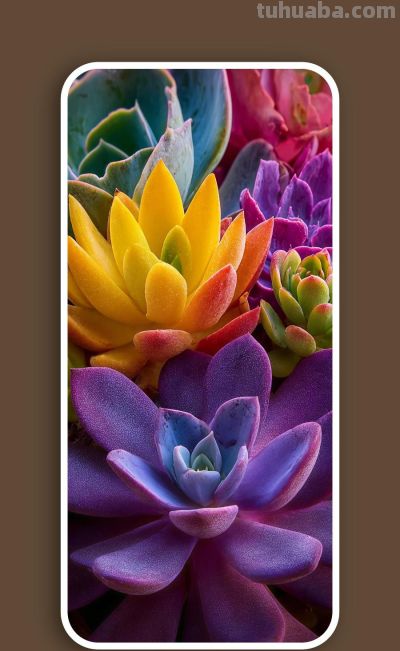壁纸（332）多肉植物 - 图画吧TUHUABA