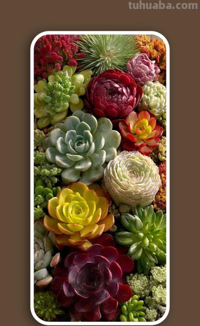 壁纸（332）多肉植物 - 图画吧TUHUABA