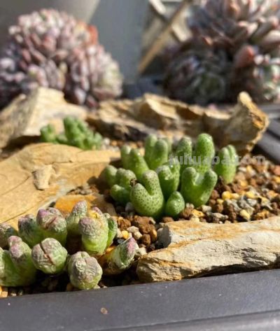 冬天的这份明媚，是独属多肉的浪漫 - 今日头条