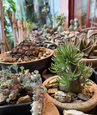 冬天的这份明媚，是独属多肉的浪漫 - 图画吧TUHUABA