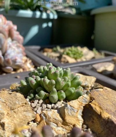 冬天的这份明媚，是独属多肉的浪漫 - 图画吧TUHUABA