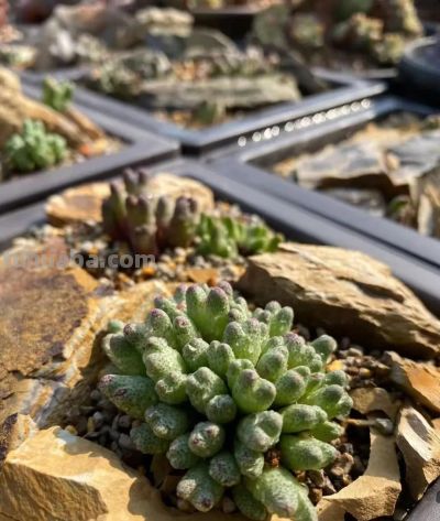 冬天的这份明媚，是独属多肉的浪漫 - 图画吧TUHUABA