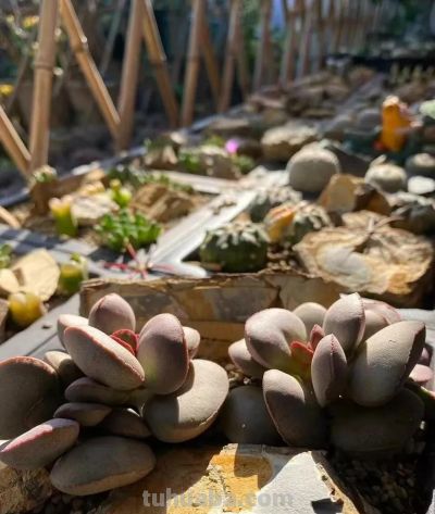 冬天的这份明媚，是独属多肉的浪漫 - 图画吧TUHUABA