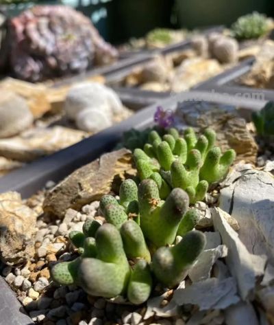 冬天的这份明媚，是独属多肉的浪漫 - 图画吧TUHUABA