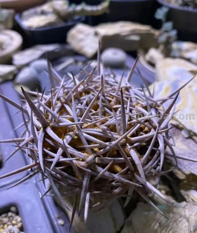 冬天的这份明媚，是独属多肉的浪漫 - 图画吧TUHUABA