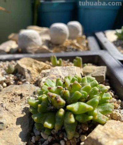 冬天的这份明媚，是独属多肉的浪漫 - 图画吧TUHUABA