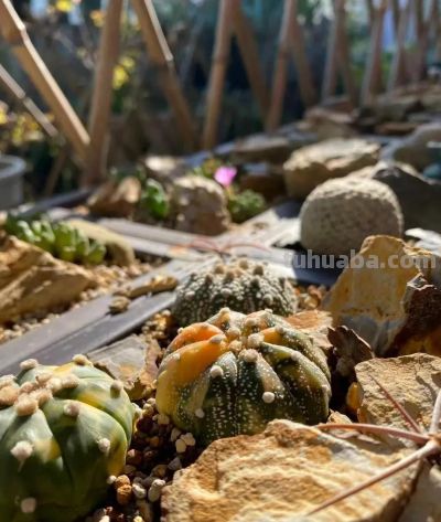 冬天的这份明媚，是独属多肉的浪漫 - 图画吧TUHUABA