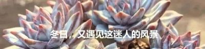 冬天的这份明媚，是独属多肉的浪漫 - 图画吧TUHUABA
