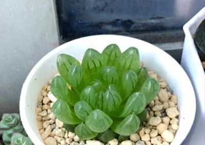 “爱喝水”的6种多肉，“喂饱了”才能撒欢长，肥肥胖胖超可爱 - 今日头条