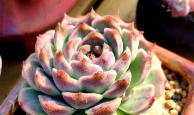 2025年低成本高回报多肉养护全攻略：热门品种推荐+市场趋势分析 - 今日头条