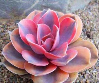 2025年低成本高回报多肉养护全攻略：热门品种推荐+市场趋势分析 - 图画吧TUHUABA