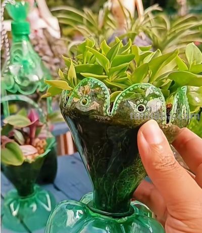 2025年低成本高回报多肉养护全攻略：热门品种推荐+市场趋势分析 - 图画吧TUHUABA