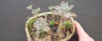 2025年低成本高回报多肉养护全攻略：热门品种推荐+市场趋势分析 - 图画吧TUHUABA