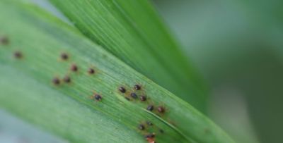 2025年低成本高回报多肉养护全攻略：热门品种推荐+市场趋势分析 - 图画吧TUHUABA