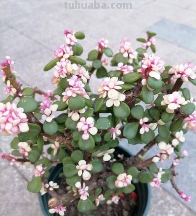 “养不死”的4种多肉，不用管它，照旧越养越大 - 图画吧TUHUABA