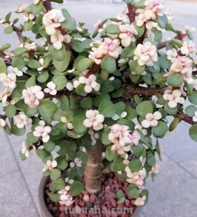 “养不死”的4种多肉，不用管它，照旧越养越大 - 图画吧TUHUABA