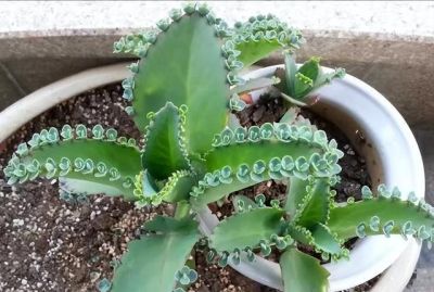 “养不死”的4种多肉，不用管它，照旧越养越大 - 图画吧TUHUABA