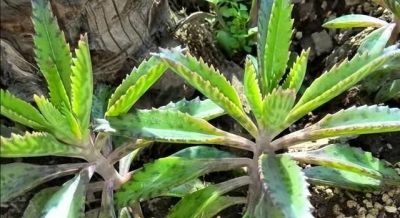 “养不死”的4种多肉，不用管它，照旧越养越大 - 图画吧TUHUABA