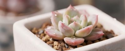 养多肉别瞎浇水！记住1个核心点，再也不烂根，新手也能养爆盆 - 图画吧TUHUABA