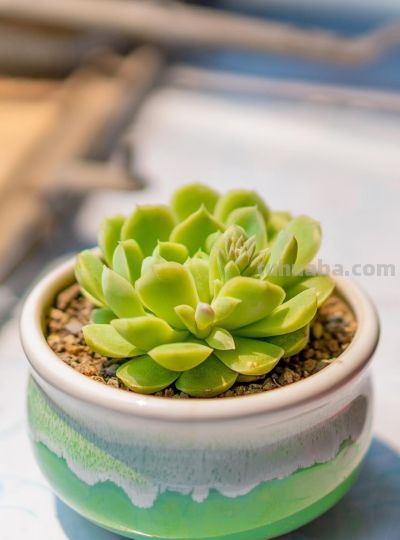 养多肉别瞎浇水！记住1个核心点，再也不烂根，新手也能养爆盆 - 图画吧TUHUABA