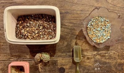 养多肉别瞎浇水！记住1个核心点，再也不烂根，新手也能养爆盆 - 图画吧TUHUABA