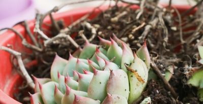 养多肉别瞎浇水！记住1个核心点，再也不烂根，新手也能养爆盆 - 图画吧TUHUABA