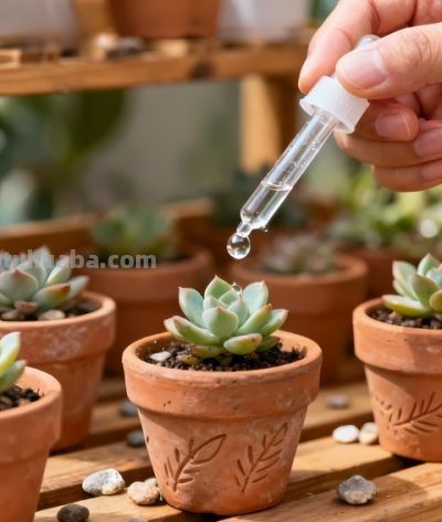 养多肉别瞎浇水！记住1个核心点，再也不烂根，新手也能养爆盆 - 图画吧TUHUABA