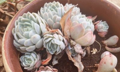 养多肉别瞎浇水！记住1个核心点，再也不烂根，新手也能养爆盆 - 图画吧TUHUABA